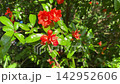 Pomegranate tree is blooming in orchard. 142952606