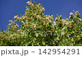 Linden tree branches with flowers blowing in the wind 142954291