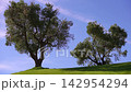 Olive trees standing on a green hill against a clear blue sky in Madrid 142954294