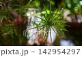 Green papyrus plant reflected in calm pond water 142954297