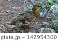 Female mallard duck preening feathers on the ground 142954300