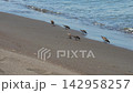 波打ち際で餌を探すトウネンという渡り鳥の群れ 142958257