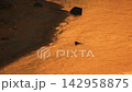 Sunset shoreline golden water waves lapping dark sand reflecting magic hour glow on riverbank or beach. 142958875