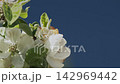 Honeybee Pollinating White Apple Blossoms Against Clear Sky Honeybee Pollinating White Apple Blossoms Against Clear Sky 142969442