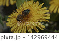 Bee Gathering Pollen from Dandelion Flower Close-Up Bee Gathering Pollen from Dandelion Flower Close-Up 142969444