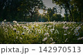 Beautiful daisy flower field backlit by a dramatic golden spring sunset Beautiful daisy flower field backlit by a dramatic golden spring sunset 142970513