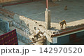 Agra, Uttar Pradesh, India. Many Monkeys Run On Roofs, Climb On Carpets. Animal Life In Urban Environment. Animals Live Next To People. Bonnet Macaque - Macaca Radiata Or Zati. Animal Life In City Agra, Uttar Pradesh, India. Many Monkeys Run On Roofs, Climb On Carpets. Animal Life In Urban Environment. Animals Live Next To People. Bonnet Macaque - Macaca Radiata Or Zati. Animal Life In City 142970520