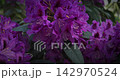 Cluster of elegant purple flowers in full radiant bloom Cluster of elegant purple flowers in full radiant bloom 142970524