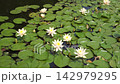池塘裡盛開著白色的睡蓮和綠色的葉子（鏡頭向右搖攝） 142979295