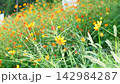 明亮的橘色波斯菊和狗尾草在風中搖曳 142984287