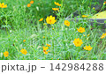 一片秋花盛開的田野，鮮豔的黃色波斯菊競相綻放。 142984288
