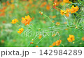 美麗的橙色波斯菊在柔和的背景下格外醒目。 142984289