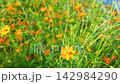 一簇簇黃色的波斯菊在陽光下閃閃發光。 142984290