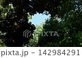 湛藍的天空和翠綠的樹梢透過茂密樹木的縫隙若隱若現。 142984291