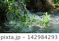 清澈的溪流潺潺流淌，涼爽的綠色植物浸沒在水中。 142984293