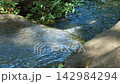陽光透過樹木灑下，清澈的小溪緩緩流過岩石表面。 142984294