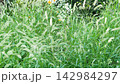 一片狐尾草和綠色野花在風中搖曳。 142984297