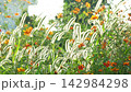 貓薄荷和黃色波斯菊在逆光下閃耀著金光。 142984298