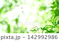 背景影片展現了生田綠地公園新鮮的綠葉和綠色的楓葉在微風中搖曳。 142992986
