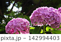 盛開的艷麗粉色繡球花（右圖） 142994403