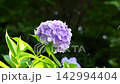美麗的藍紫色繡球花在綠葉叢中競相綻放。 142994404