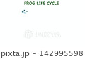 Educational vector animation of a frog life cycle diagram. Showcases the complete metamorphosis stages from eggs, aquatic tadpoles, and froglets to a mature adult amphibian. 142995598