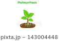 Educational motion graphic animation showing the plant photosynthesis diagram. The footage features elements like sunlight, carbon dioxide, water, oxygen, and glucose production 143004448