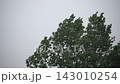 Takagi swaying violently in the typhoon storm 143010254