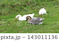 Three geese resting on green grass with lush vegetation in the background 143011136