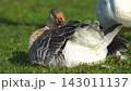 Brown and white goose resting on green grass with fluffed feathers 143011137
