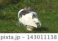 Domestic goose preening feathers on green grass in bright sunlight 143011138