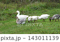 Group of geese grazing on green grass in a natural outdoor setting 143011139