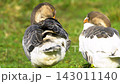 Grey and white geese preening feathers in a lush green meadow 143011140
