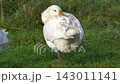 White goose standing on one leg in a grassy field 143011141