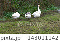 Three geese standing on a grassy patch with lush green foliage in the background 143011142