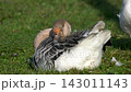 Grey and white geese grazing on green grass in an outdoor field 143011143