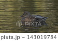 Female mallard preening on calm pond, close low-angle view, showing detailed feather grooming and warm reflections during quiet bill-to-wing feather cleaning session 143019784