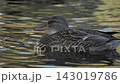 Male mallard drifts calmly across shallow pond water, with ripples around body and beadlike droplets on iridescent green head, yellow bill near surface, soft reflections too, clear details 143019786