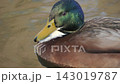 Closeup of male mallard duck floating on tan pond water, subtle head tilt and bill lowered, glossy iridescent green head with visible water droplets in soft daylight 143019787