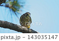 A kestrel catches and eats a praying mantis. 143035147
