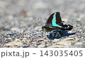 A swallowtail butterfly drinking water. 143035405