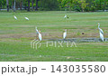 Egrets looking for food in the waterhole in the park. 143035580