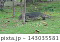 The varanus salvator looking for food on the grass in the park. It is a large lizard native. 143035581