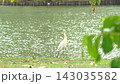 Egrets looking for a partner, the waterfront in the park. 143035582