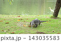 The varanus salvator looking for food on the grass in the park. It is a large lizard native. 143035583