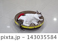Cat resting on the cat scratcher cardboard, there are mosquitoes flying around. 143035584
