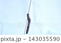 Closeup of a millipede perched on a white tube. 143035590