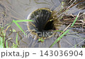 Drainage outlet where water from the rice paddy is sucked in. 143036904