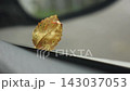 Fallen leaves stuck in the car window frame 143037053