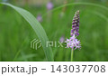 Flowers of Turbo 143037708